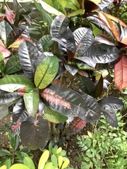 Codiaeum variegatum cavernicola