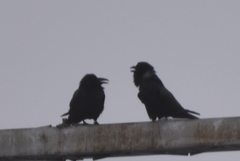 Corvus corax kamtschaticus
