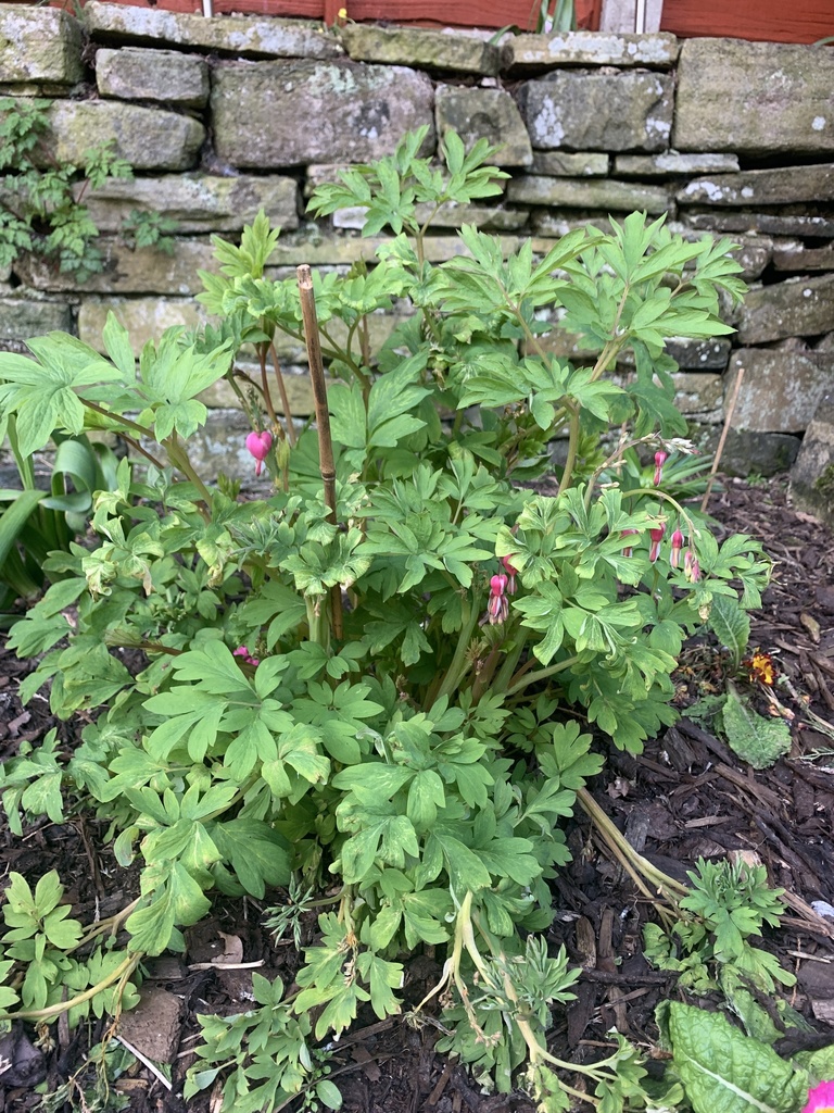Asian Bleedingheart from Simmondley Lane, Glossop, England, GB on May