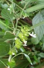 Phaulopsis imbricata