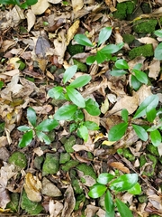 Corynocarpus laevigatus