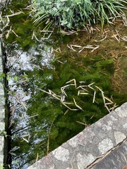 Egeria densa