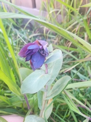 Cerinthe major purpurascens