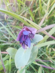 Cerinthe major purpurascens
