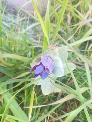Cerinthe major purpurascens