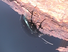 Chalcopteroides cyanopterus