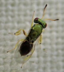Mesopolobus tibialis
