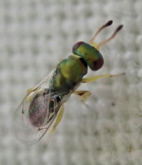 Mesopolobus tibialis