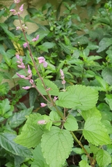 Ocimum labiatum