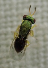 Mesopolobus tibialis