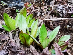 Plantago camtschatica