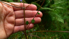 Teucrium parvifolium