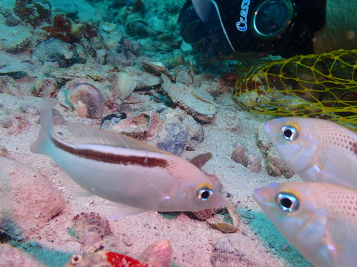 Banded monocle bream (Scolopsis taeniata) — Nemipteridae — 4