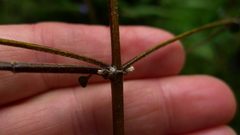 Teucrium parvifolium