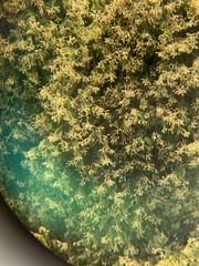 Dryobalanops aromatica