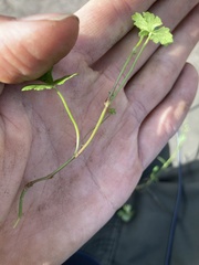 Hydrocotyle sibthorpioides batrachium