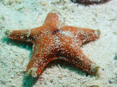 Asterinidae