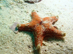 Asterinidae