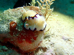 Goniobranchus obsoletus