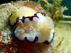 Goniobranchus obsoletus