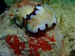 Goniobranchus obsoletus