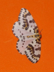 Abraxas grossulariata