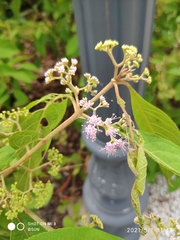 Callicarpa longifolia
