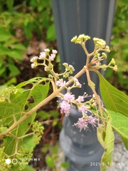 Callicarpa longifolia