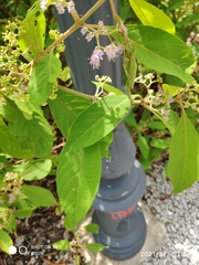 Callicarpa longifolia