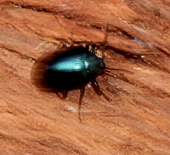 Chalcopteroides cyanopterus