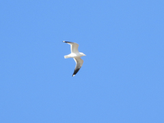 Larus canus