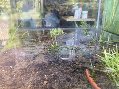 Eriocaulon buergerianum