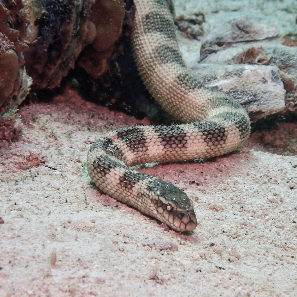 Persian Gulf Sea Snake
