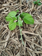 Vincetoxicum hirsutum