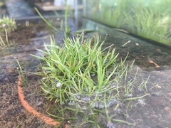 Eriocaulon buergerianum