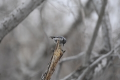 Sitta europaea albifrons