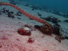 Hydrophis lapemoides