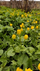 Ficaria verna