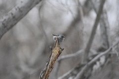 Sitta europaea albifrons
