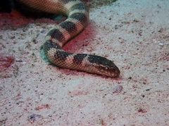 Hydrophis lapemoides