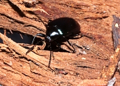 Chalcopteroides cyanopterus
