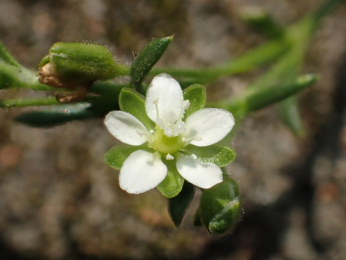 Image of Sagina japonica by no rights reserved