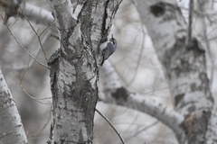 Sitta europaea albifrons