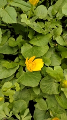 Ficaria verna