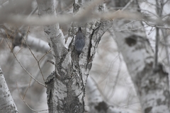 Sitta europaea albifrons