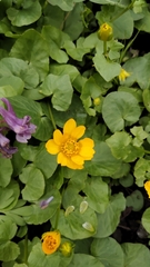 Ficaria verna