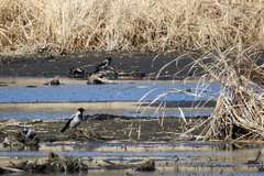 Corvus cornix