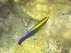 Labroides phthirophagus