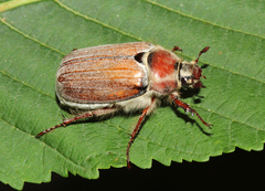 Melolontha hippocastani