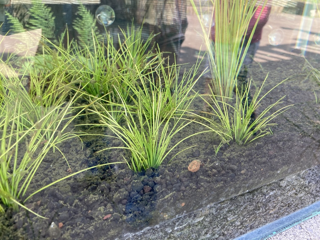 Taiwan Quillwort